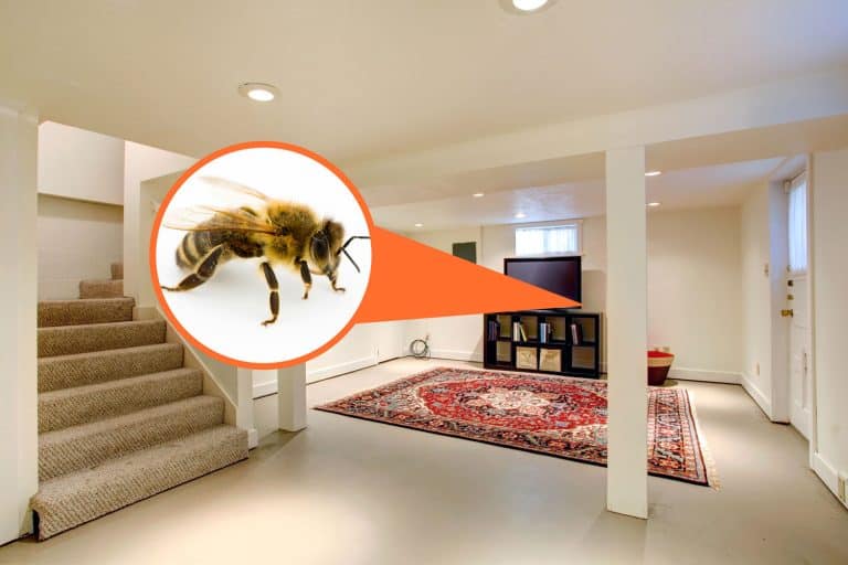 A gorgeous and elegant classic basement with cream colored walls with a bee indicator sign, Why Are There Bees In My Basement? [And What To Do About Them!]