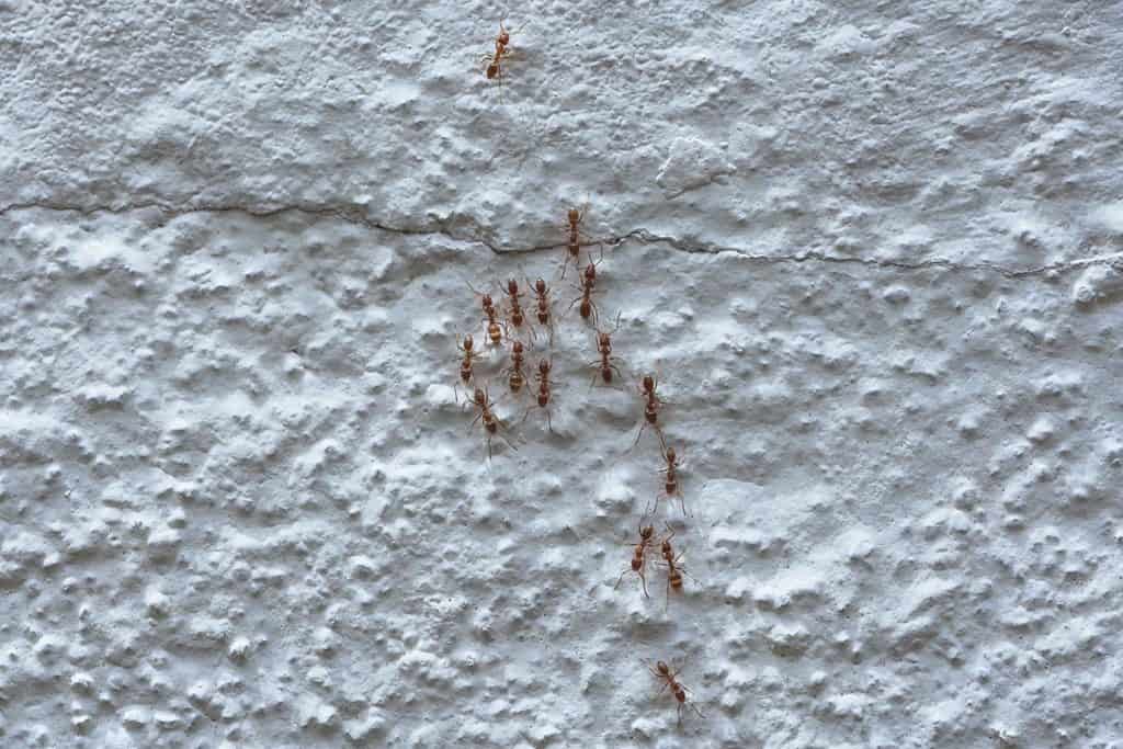 Closeup shot of ants colony walking on the whitewashed wall surface
