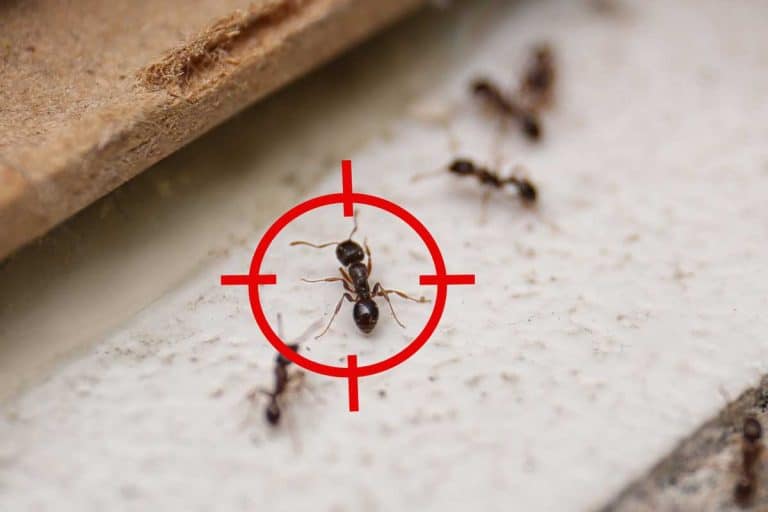 Gun target on ant at home, Ants In Basement - What To Do?