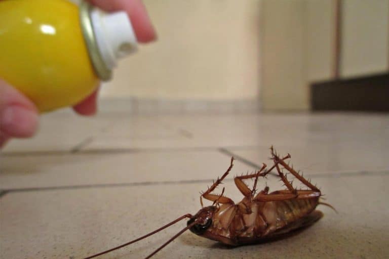 Killng cockroach on the floor, How To Bug Bomb A Basement
