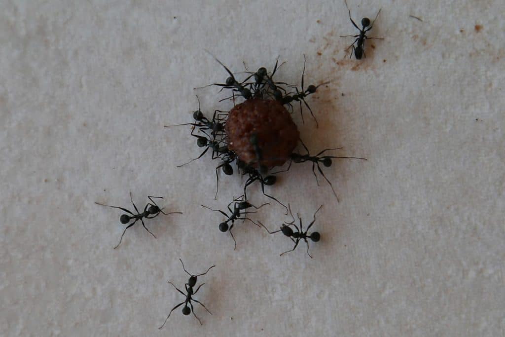 Large Ants collecting a cereal ball