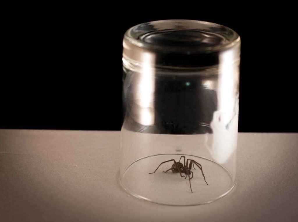 Spider trapped inside a glass