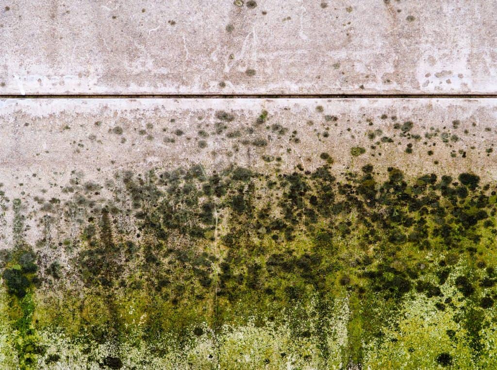 Mold thickly covers a wall