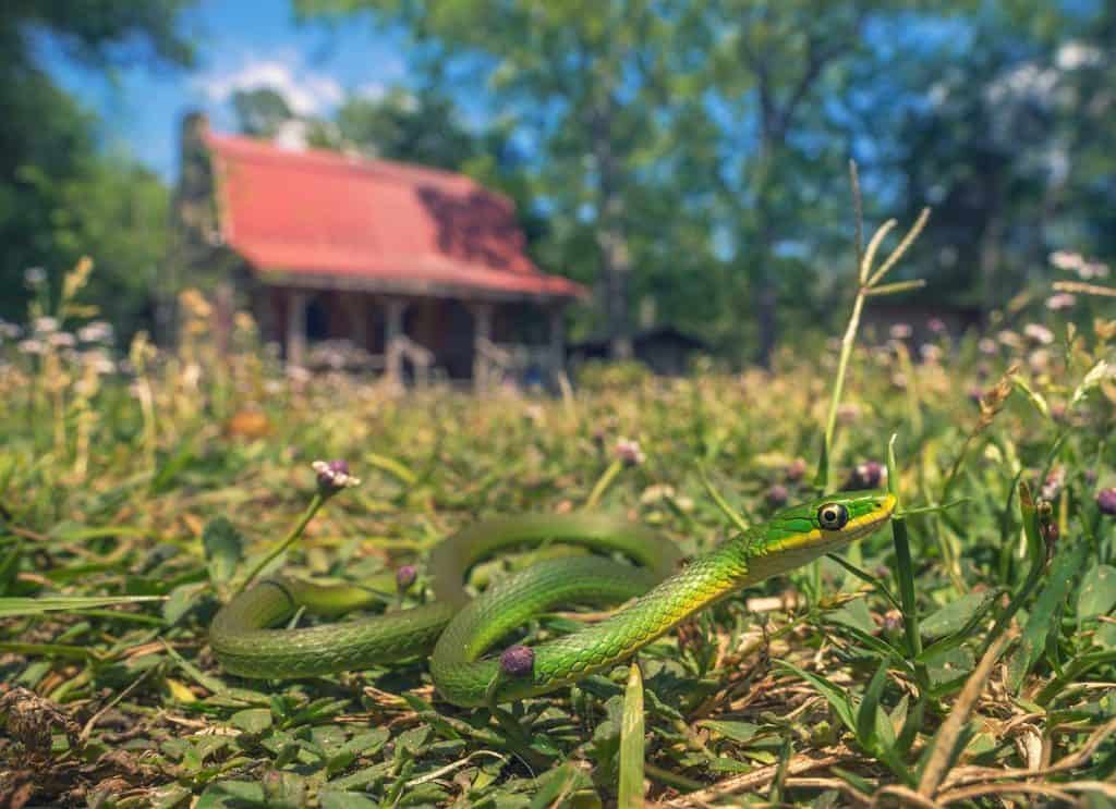 A beautiful little rough green snake moves across a lawn in front of a rural log cabin