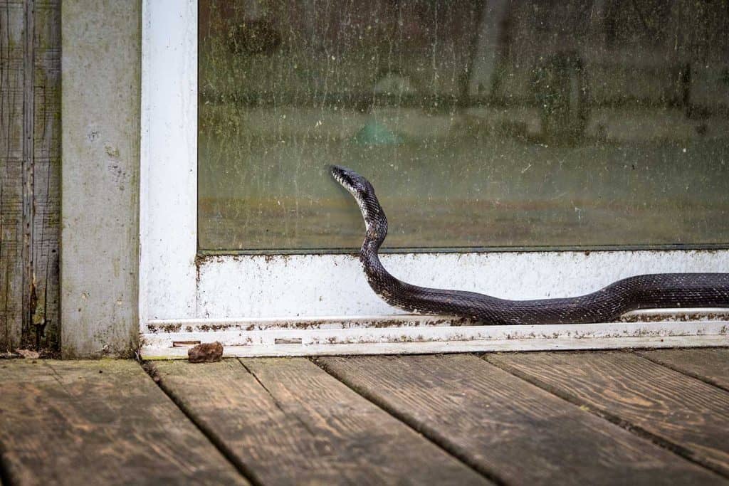 Black rat snake looking in sliding glass door on back porch