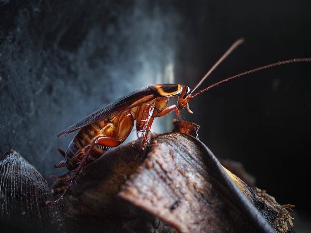 Close up cockroach crawling on garbage in house