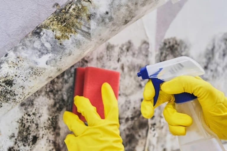 Hand with glove cleaning mold from wall with sponge and spray bottle, How To Clean Basement Walls [Including Mold Removal Techniques]
