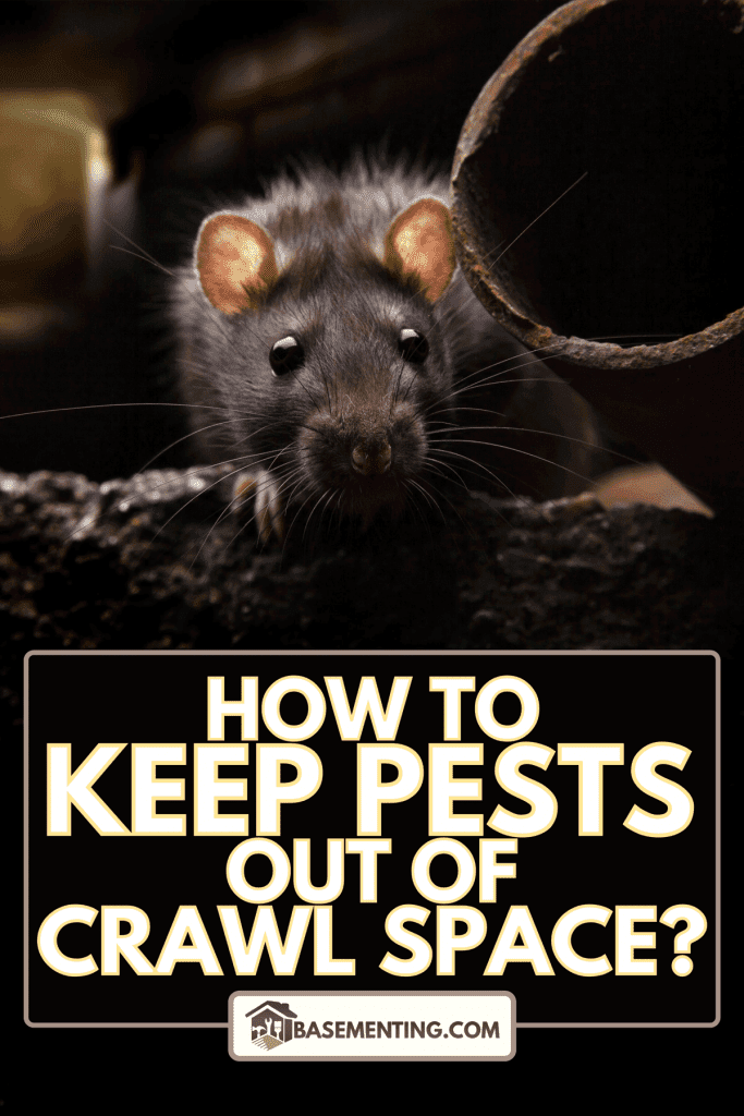 A rat on crawl space, How To Keep Pests Out Of Crawl Space?
