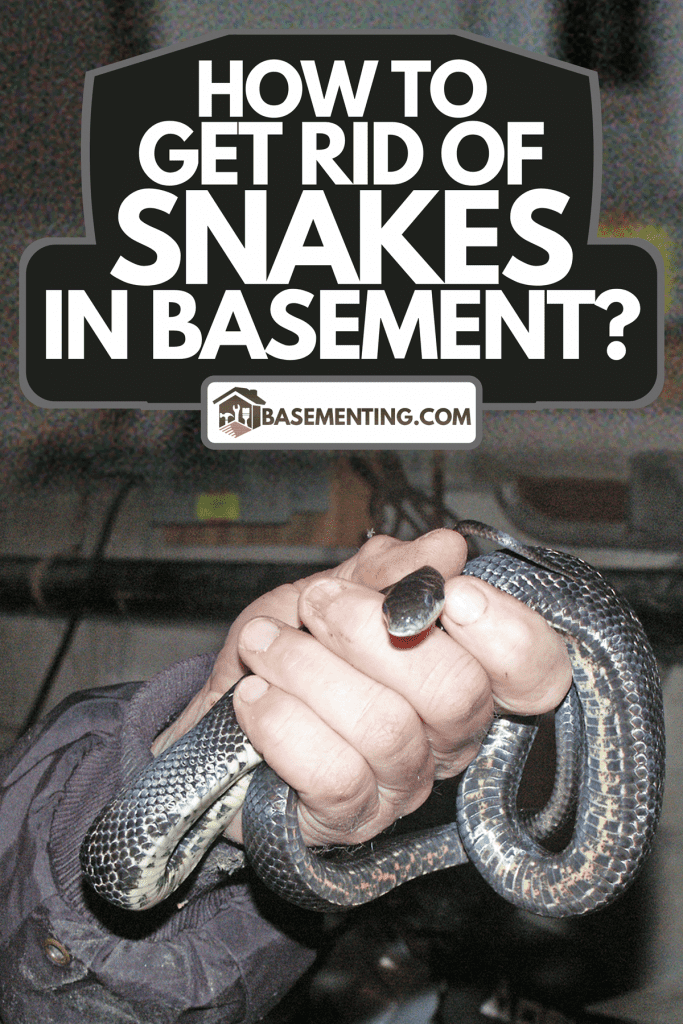 A captured snake in basement, How to Get Rid of Snakes in Basement?