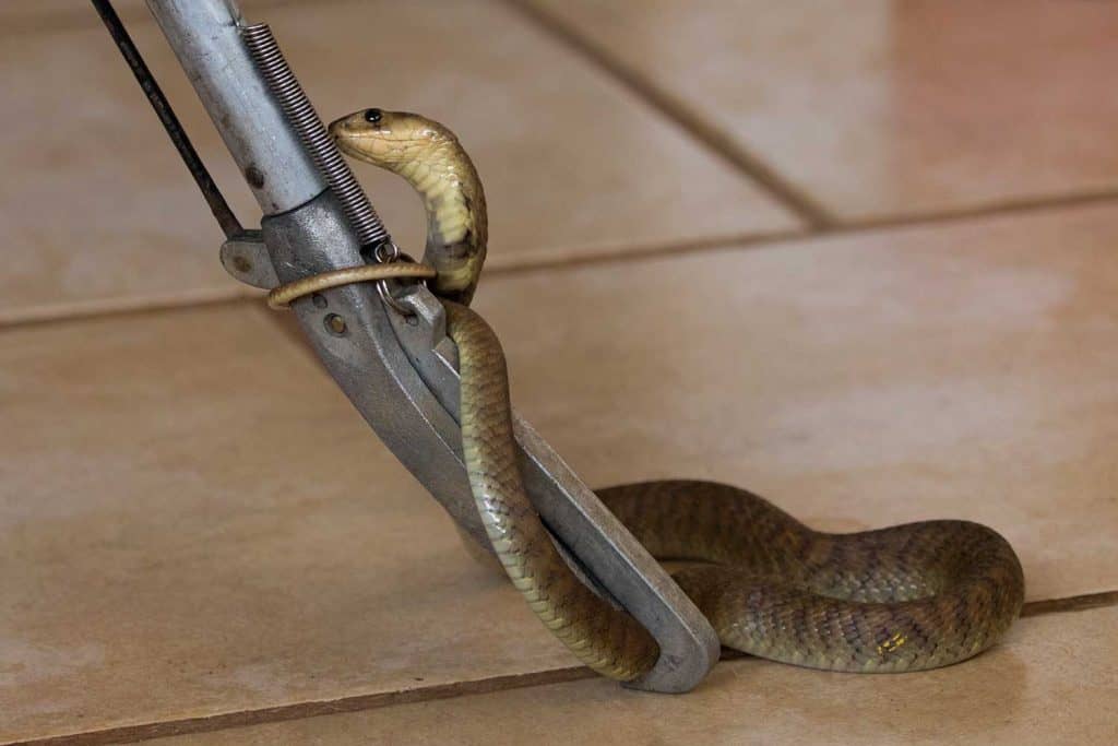 Snouted cobra coiled around snake tongs