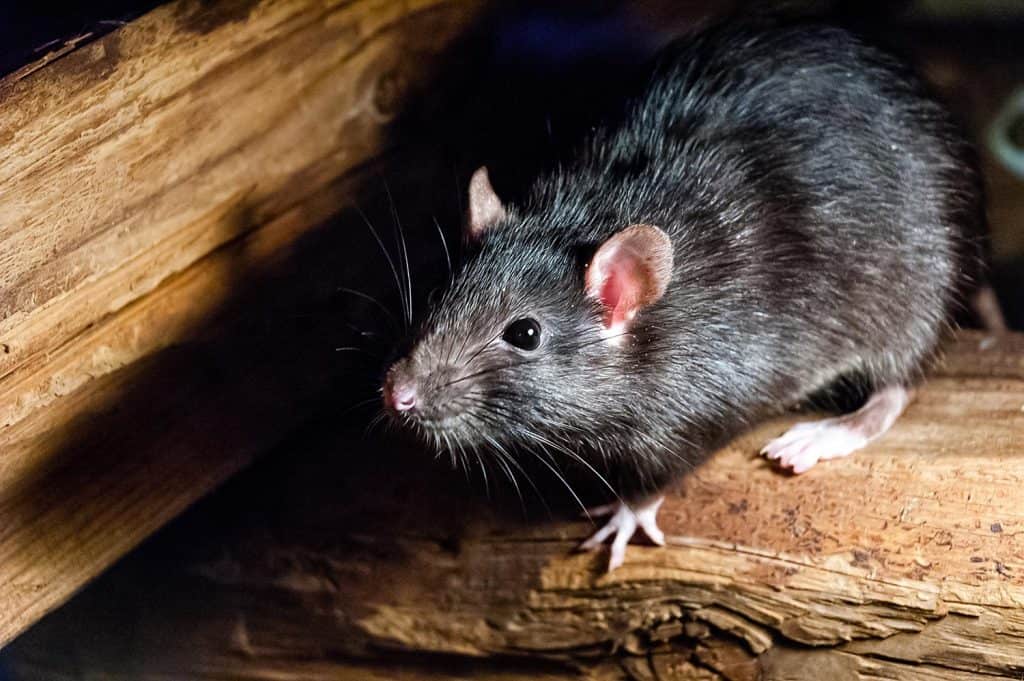 The black rat (Rattus rattus)