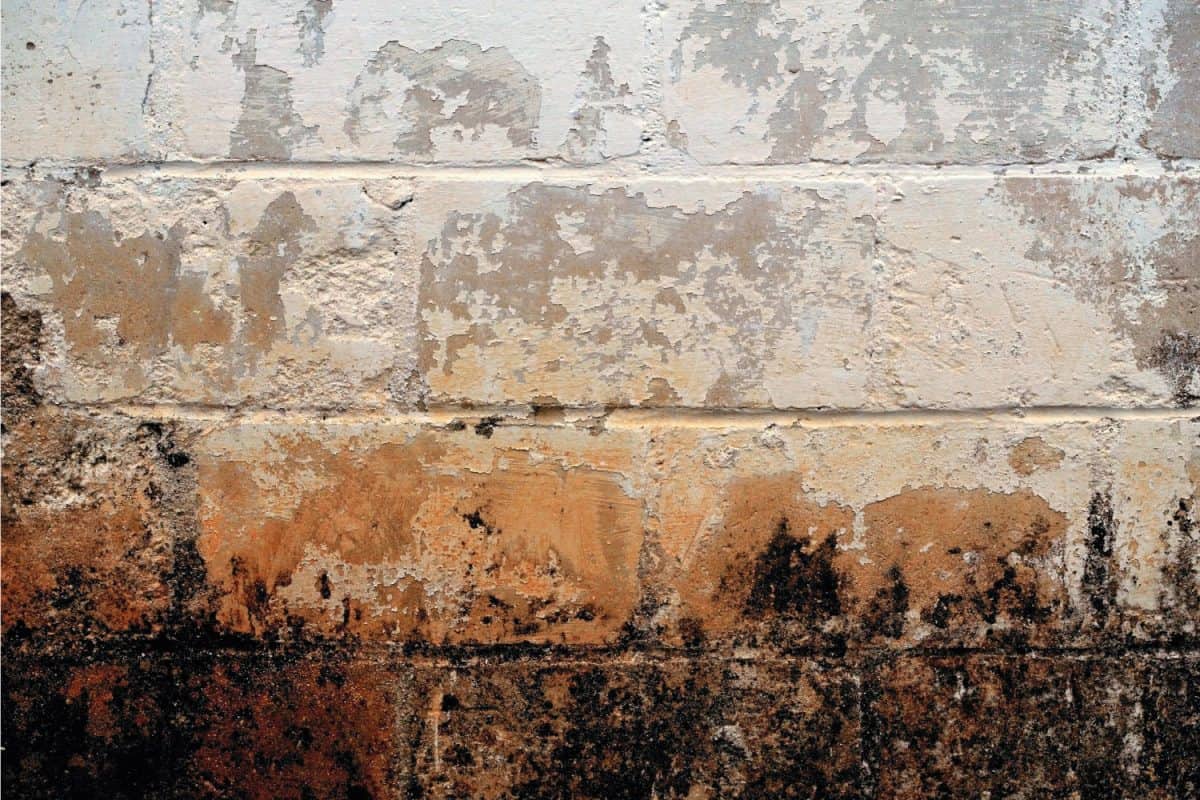 mold and mildew and peeling pain on a cinder block wall